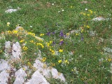 Clicca qui per vedere l'immagine in dettaglio